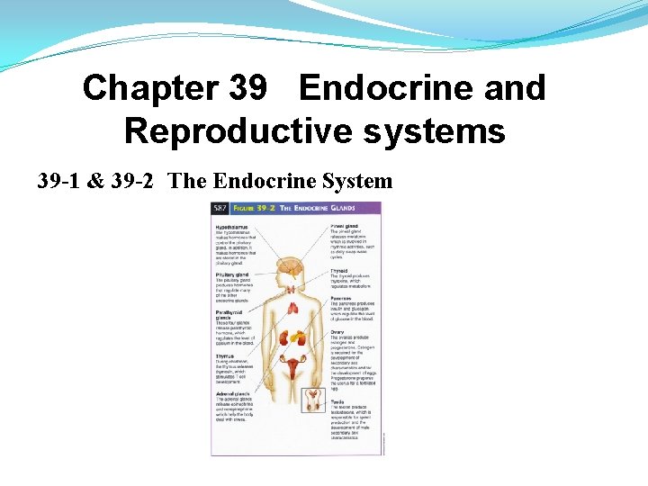 Chapter 39 Endocrine and Reproductive systems 39 -1 & 39 -2 The Endocrine System