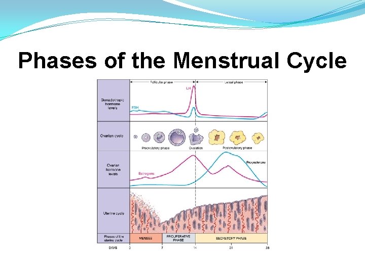 Phases of the Menstrual Cycle 