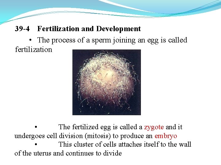 39 -4 Fertilization and Development • The process of a sperm joining an egg