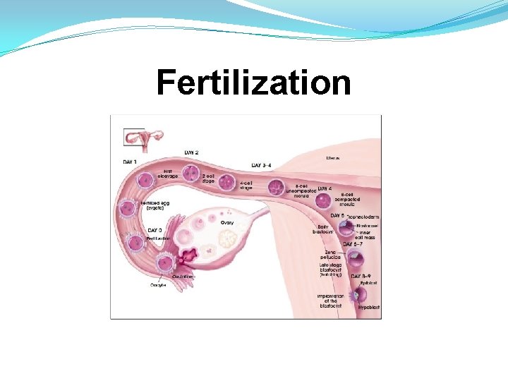 Fertilization 