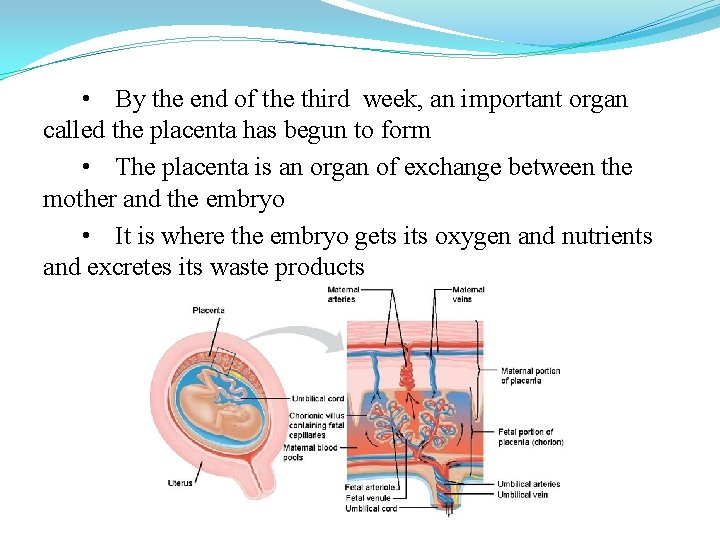  • By the end of the third week, an important organ called the