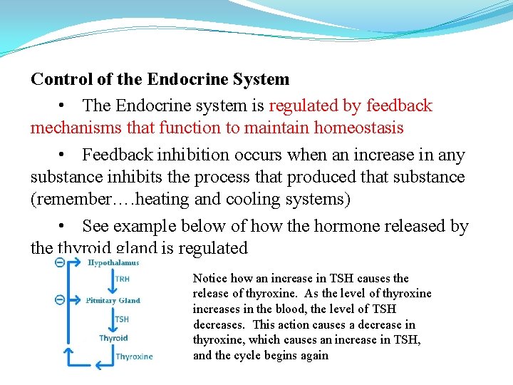 Control of the Endocrine System • The Endocrine system is regulated by feedback mechanisms