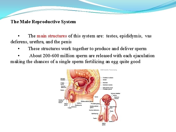 The Male Reproductive System • The main structures of this system are: testes, epididymis,