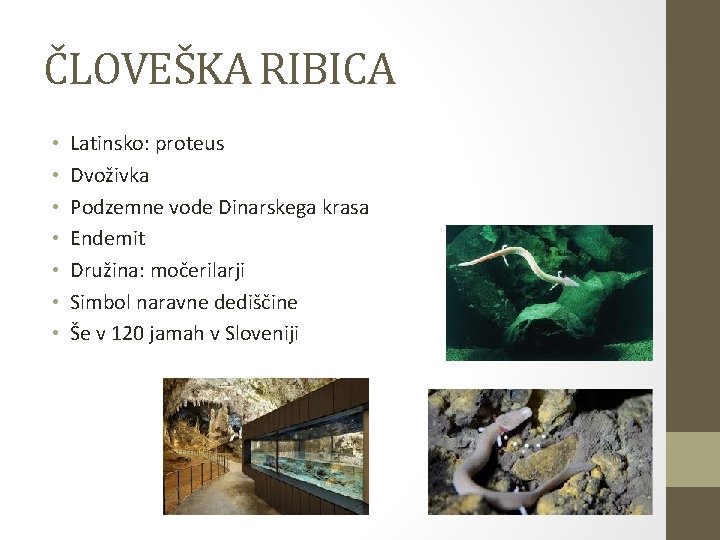 ČLOVEŠKA RIBICA • • Latinsko: proteus Dvoživka Podzemne vode Dinarskega krasa Endemit Družina: močerilarji