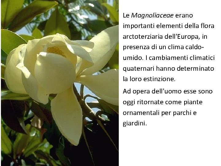  • Le Magnoliaceae erano importanti elementi della flora arctoterziaria dell'Europa, in presenza di