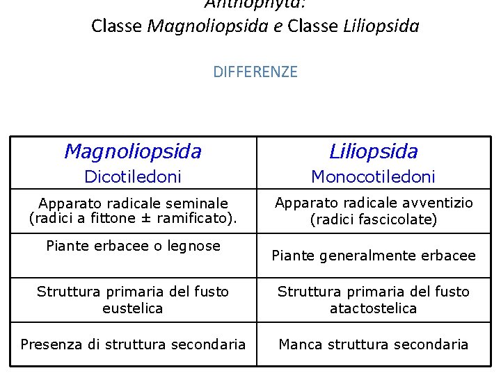 Anthophyta: Classe Magnoliopsida e Classe Liliopsida DIFFERENZE Magnoliopsida Liliopsida Dicotiledoni Monocotiledoni Apparato radicale seminale