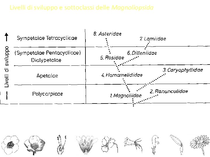 Livelli di sviluppo e sottoclassi delle Magnoliopsida 