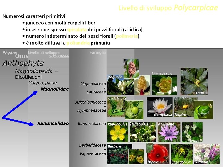 Livello di sviluppo Polycarpicae Numerosi caratteri primitivi: • gineceo con molti carpelli liberi •