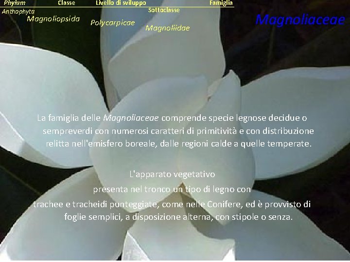 Phylum Anthophyta Classe Magnoliopsida Livello di sviluppo Polycarpicae Sottoclasse Famiglia Magnoliidae Magnoliaceae La famiglia