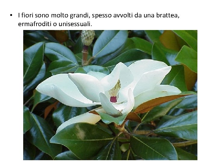  • I fiori sono molto grandi, spesso avvolti da una brattea, ermafroditi o