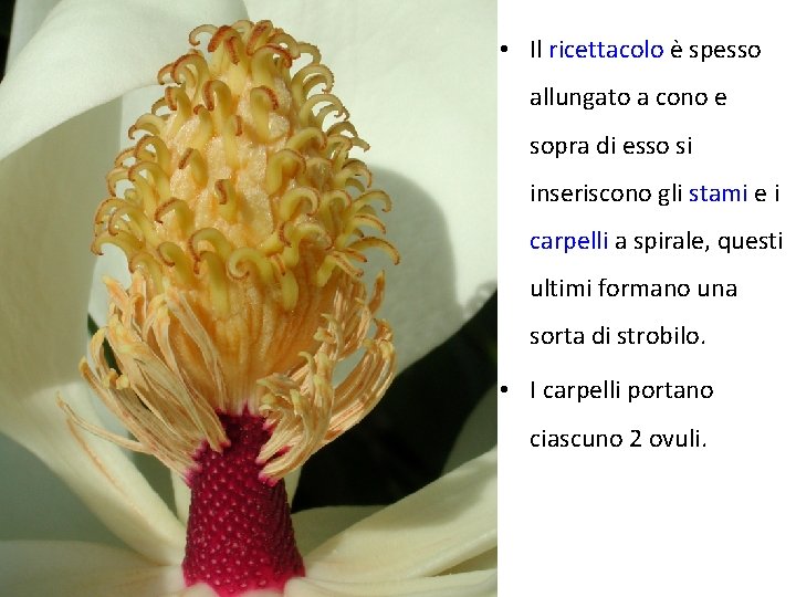  • Il ricettacolo è spesso allungato a cono e sopra di esso si