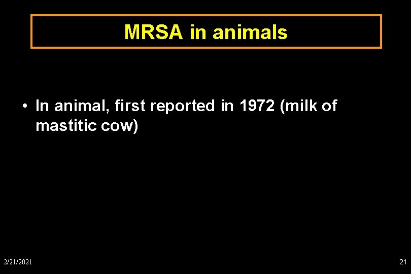 MRSA in animals • In animal, first reported in 1972 (milk of mastitic cow)