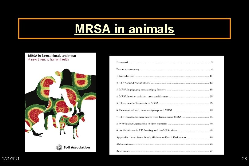 MRSA in animals 2/21/2021 23 