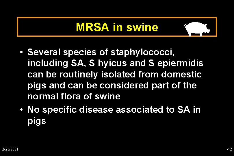 MRSA in swine • Several species of staphylococci, including SA, S hyicus and S
