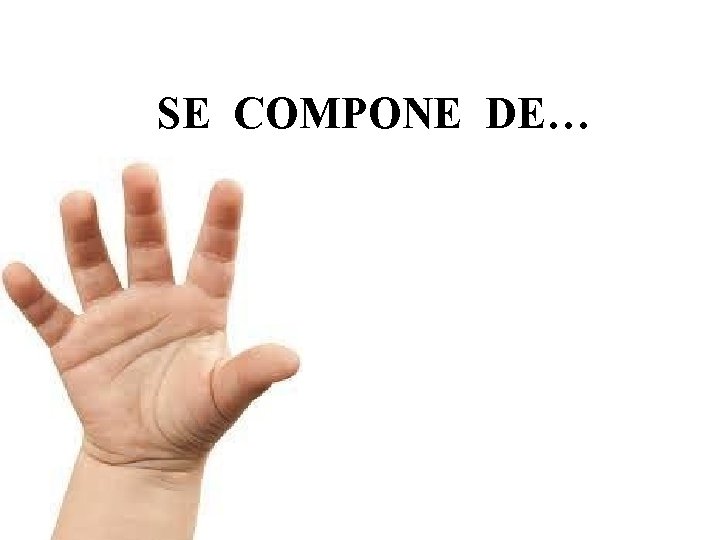 SE COMPONE DE… 