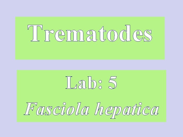 Trematodes Lab: 5 Fasciola hepatica 