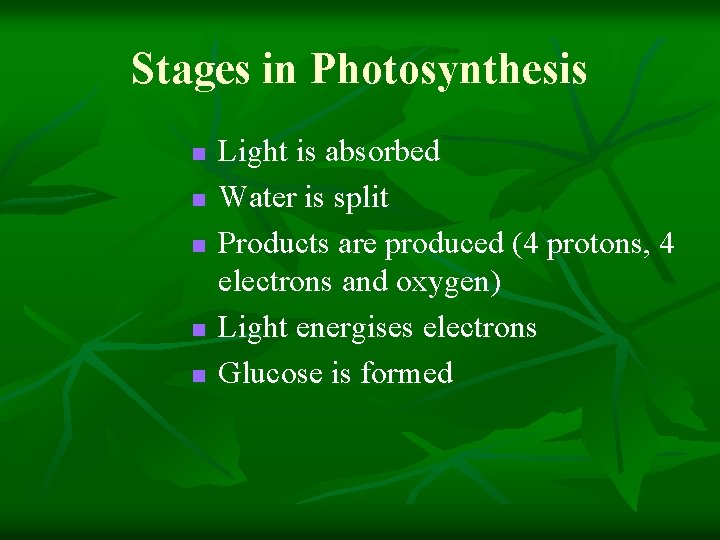 Stages in Photosynthesis n n n Light is absorbed Water is split Products are