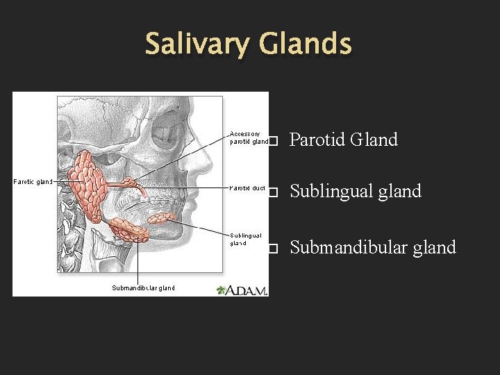 Salivary Glands Parotid Gland Sublingual gland Submandibular gland 