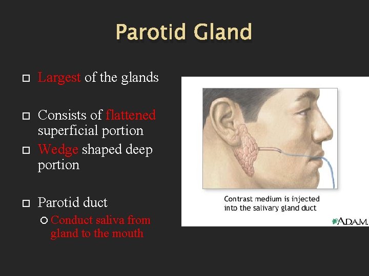 Parotid Gland Largest of the glands Consists of flattened superficial portion Wedge shaped deep