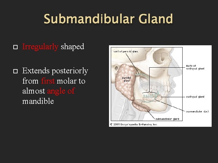 Submandibular Gland Irregularly shaped Extends posteriorly from first molar to almost angle of mandible