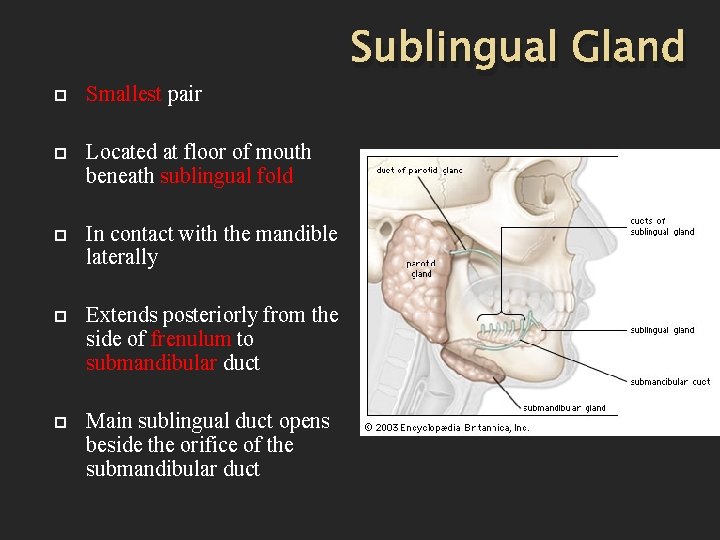  Smallest pair Located at floor of mouth beneath sublingual fold In contact with
