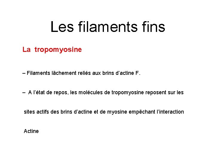 Les filaments fins La tropomyosine – Filaments lâchement reliés aux brins d’actine F. –