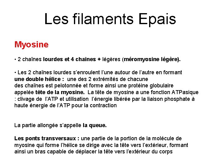 Les filaments Epais Myosine • 2 chaînes lourdes et 4 chaînes + légères (méromyosine