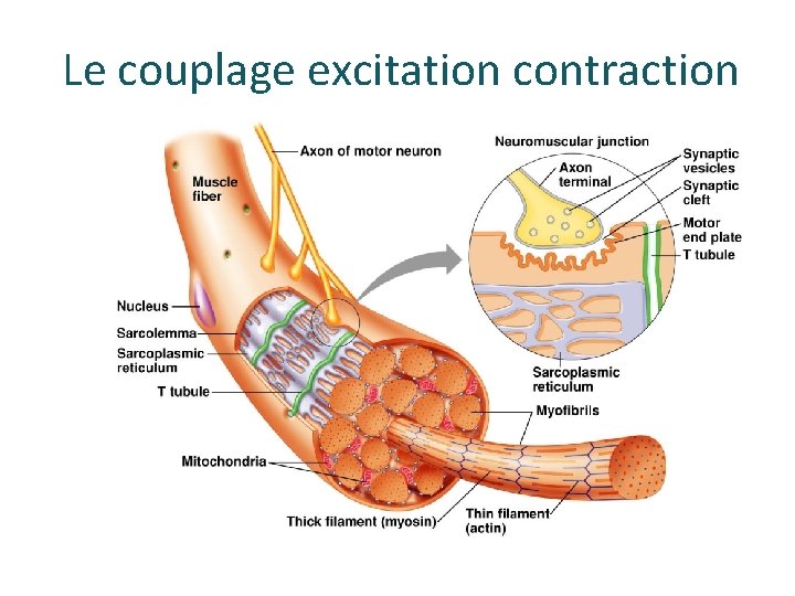 Le couplage excitation contraction Le couplage excitation contraction