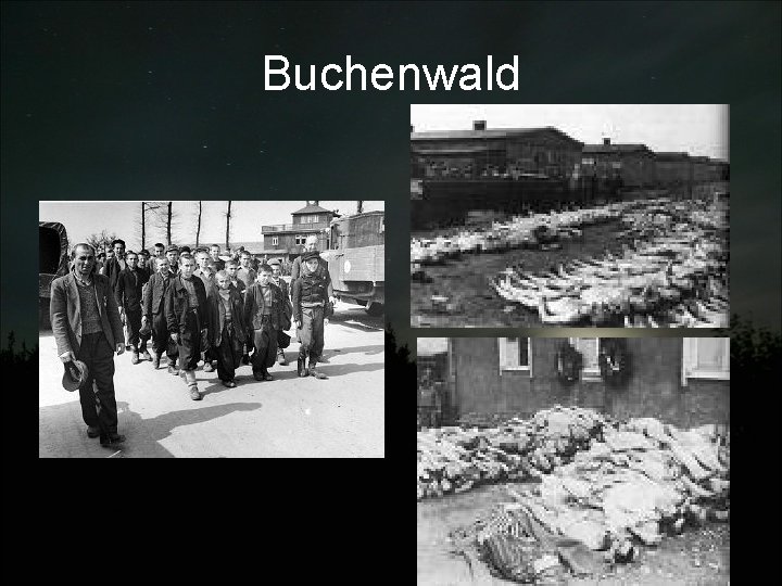 Buchenwald 