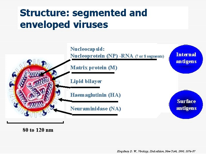 Structure: segmented and enveloped viruses Nucleocapsid: Nucleoprotein (NP) -RNA (7 or 8 segments) Matrix