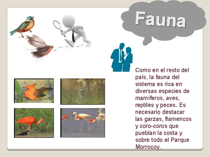 Fauna Como en el resto del país, la fauna del sistema es rica en