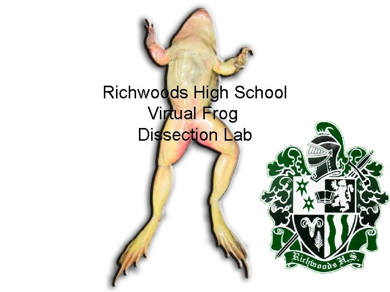 Richwoods High School Virtual Frog Dissection Lab 