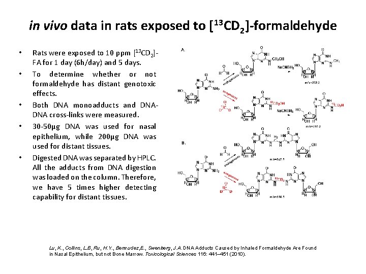 in vivo data in rats exposed to [13 CD 2]-formaldehyde • • • Rats