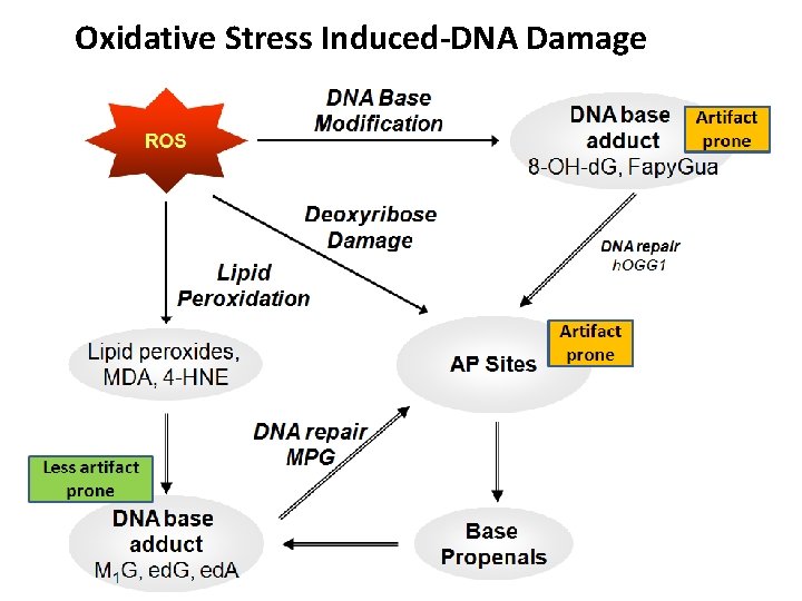 Oxidative Stress Induced-DNA Damage 