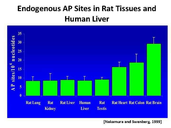 Endogenous AP Sites in Rat Tissues and Human Liver [Nakamura and Swenberg, 1999] 