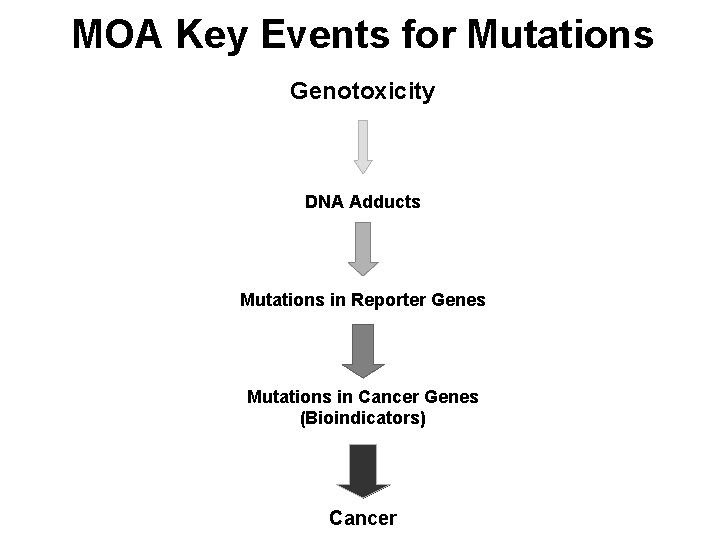 MOA Key Events for Mutations Genotoxicity DNA Adducts Mutations in Reporter Genes Mutations in