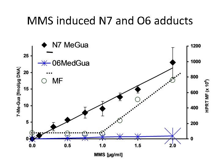 MMS induced N 7 and O 6 adducts 