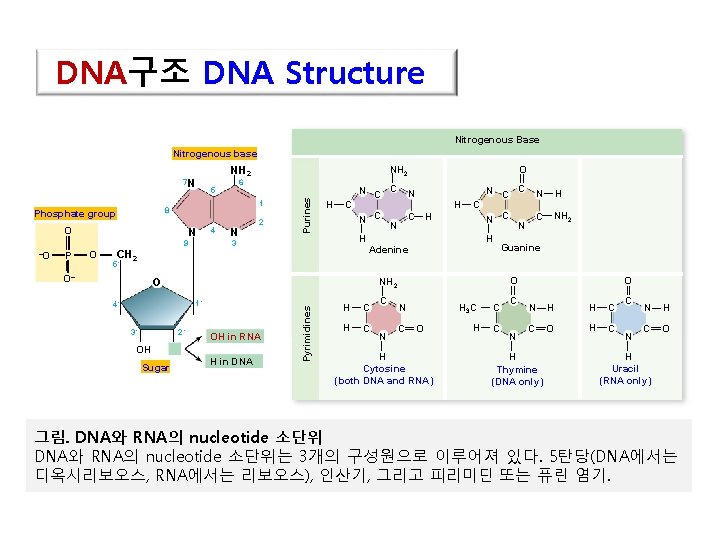 DNA구조 DNA Structure Nitrogenous Base Nitrogenous base 1 O N 9 O 4 N
