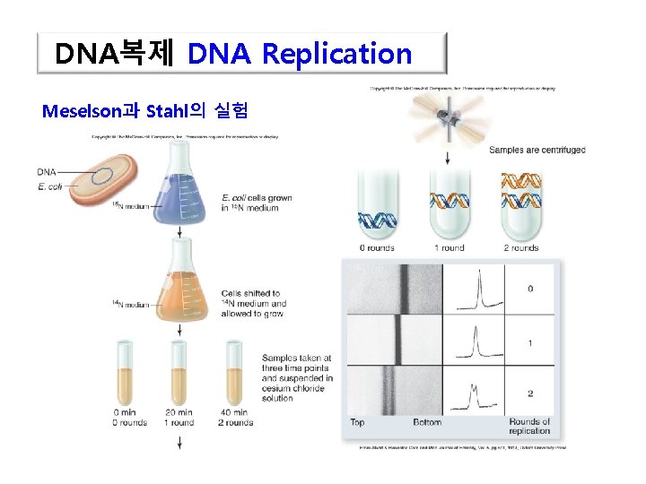 DNA복제 DNA Replication Meselson과 Stahl의 실험 23 