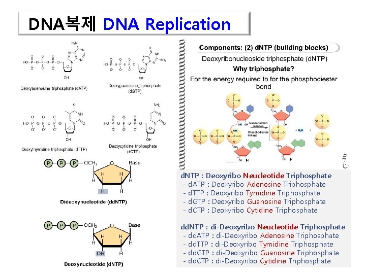 DNA복제 DNA Replication d. NTP : Deoxyribo Neucleotide Triphosphate - d. ATP : Deoxyribo