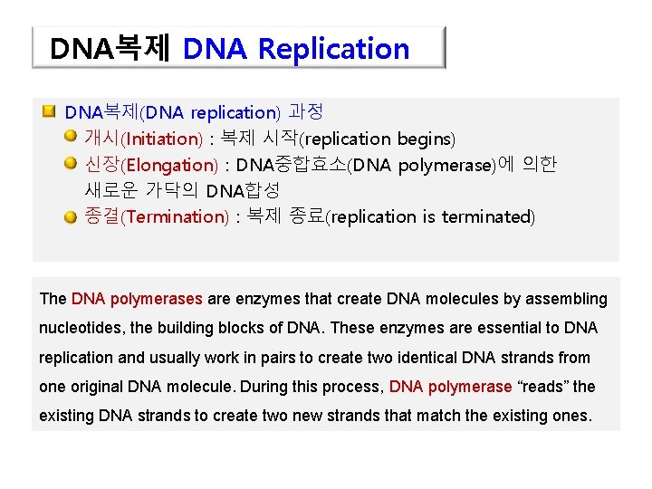 DNA복제 DNA Replication DNA복제(DNA replication) 과정 개시(Initiation) : 복제 시작(replication begins) 신장(Elongation) : DNA중합효소(DNA