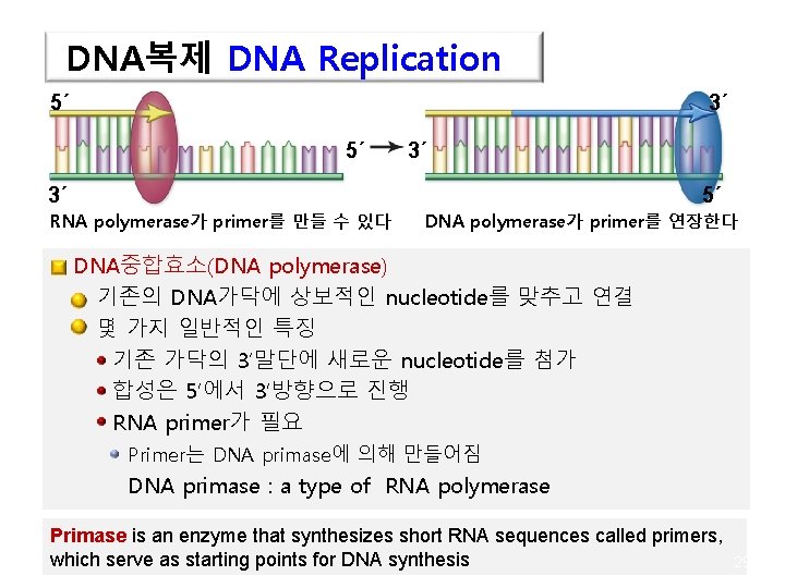 DNA복제 DNA Replication 5´ 5´ 3´ RNA polymerase가 primer를 만들 수 있다 DNA polymerase가