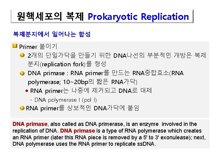 원핵세포의 복제 Prokaryotic Replication 복제분지에서 일어나는 합성 Primer 붙이기 2개의 단일가닥을 만들기 위한 DNA나선의