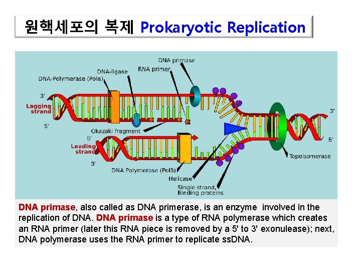 원핵세포의 복제 Prokaryotic Replication DNA primase, also called as DNA primerase, is an enzyme