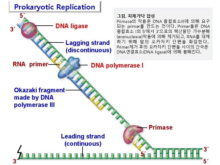 Prokaryotic Replication 5´ 3´ DNA ligase Lagging strand (discontinuous) RNA primer 그림. 지체가닥 합성