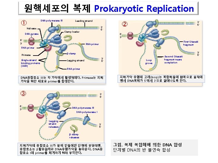 원핵세포의 복제 Prokaryotic Replication ① DNA polymerase III Leading strand 3´ 5´ Helicase Clamp