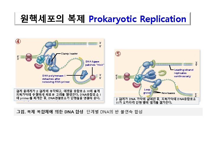 원핵세포의 복제 Prokaryotic Replication ④ 5´ 3´ 3´ 5´ ⑤ Clamp loader DNA ligase