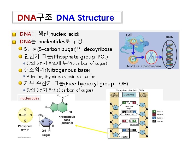 DNA구조 DNA Structure • DNA는 핵산(nucleic acid) • DNA는 nucleotides로 구성 5탄당(5 -carbon sugar)인