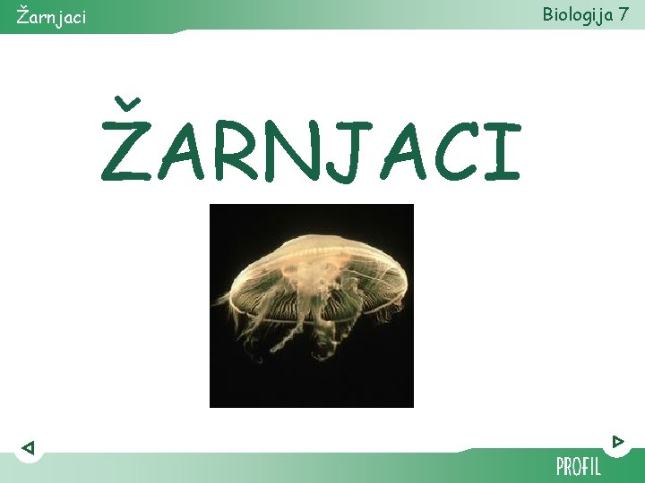 Biologija 7 Žarnjaci ŽARNJACI 