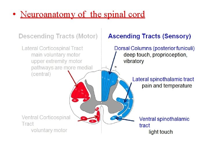  • Neuroanatomy of the spinal cord 